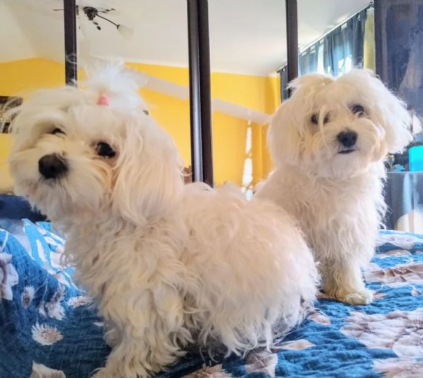 Cuccioli di Maltese  | Foto 0