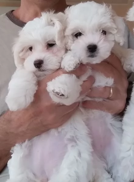 Cuccioli di Maltese 