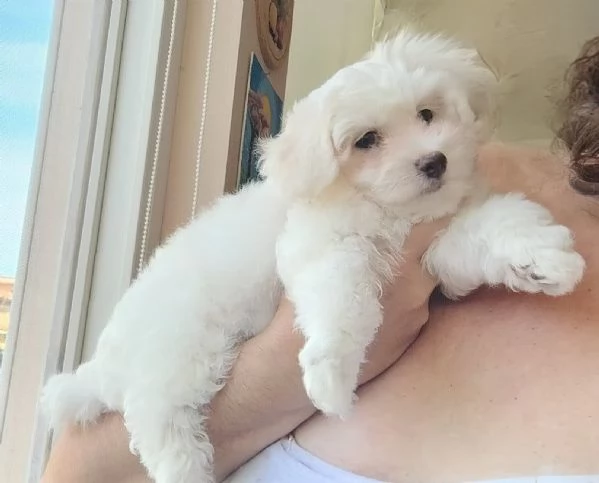 Cuccioli di Maltese  | Foto 1
