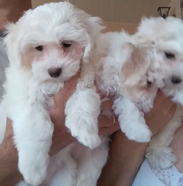 Cuccioli di Maltese  | Foto 0