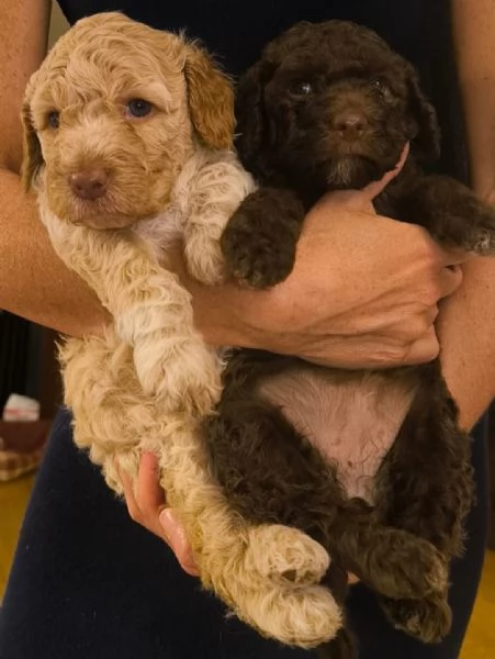 Lagotto romagnolo 
