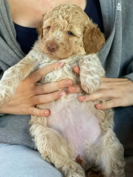 Lagotto romagnolo  | Foto 6