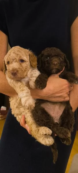 Lagotto romagnolo  | Foto 5