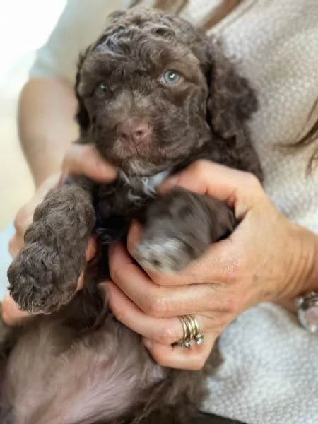 Lagotto romagnolo  | Foto 4