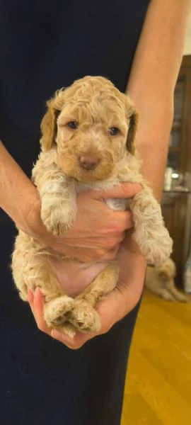 Lagotto romagnolo  | Foto 3