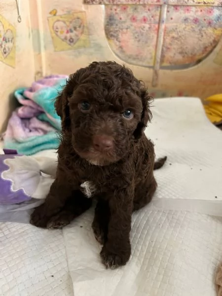 Lagotto romagnolo  | Foto 2
