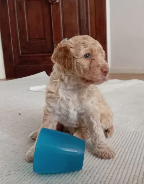 Lagotto romagnolo  | Foto 1