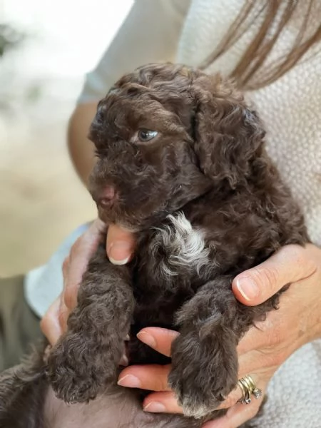 Lagotto romagnolo  | Foto 0