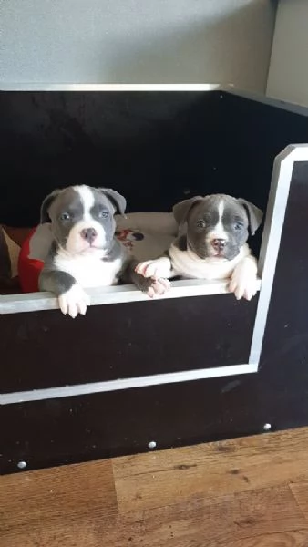 Cuccioli di Pitbull Hanno 10 settimane