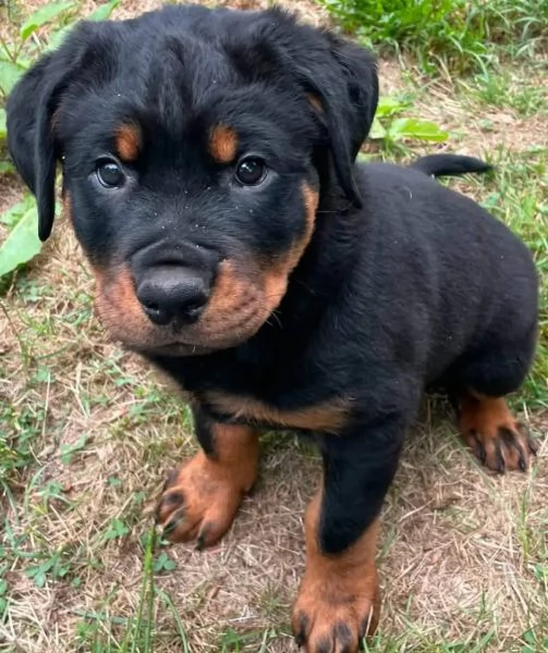 Rottweiler cuccioli maschio e femmina | Foto 1
