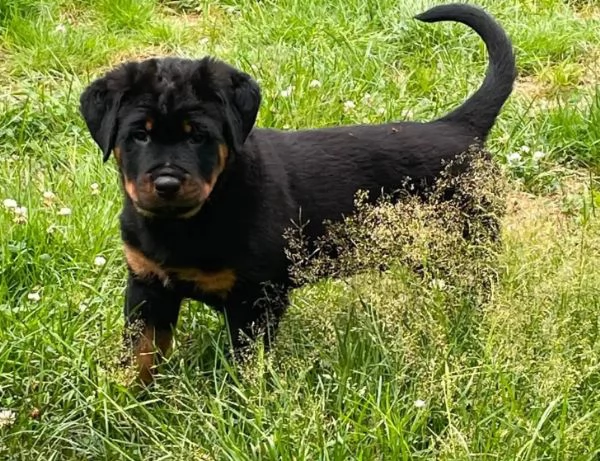 Rottweiler cuccioli maschio e femmina | Foto 0