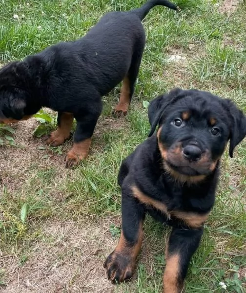 Rottweiler cuccioli maschio e femmina