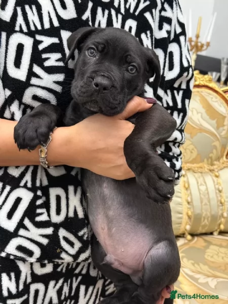 Cane Corso cuccioli maschio e femmina