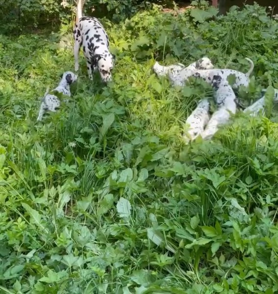 Dalmata cuccioli maschio e femmina | Foto 0
