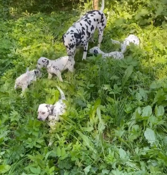 Dalmata cuccioli maschio e femmina