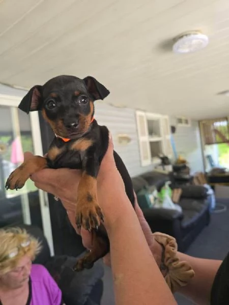 Pinscher Mini cuccioli maschio e femmina