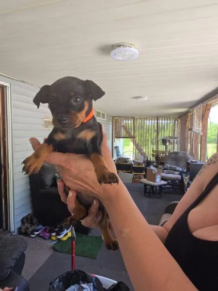 Pinscher Mini cuccioli maschio e femmina | Foto 0