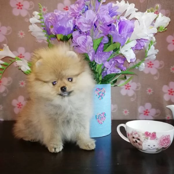Pomeranian Marrone chiaro e bianco Toy cuccioli maschio e femmina  | Foto 0