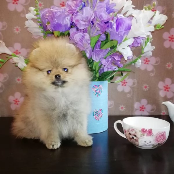Pomeranian Marrone chiaro e bianco Toy cuccioli maschio e femmina 