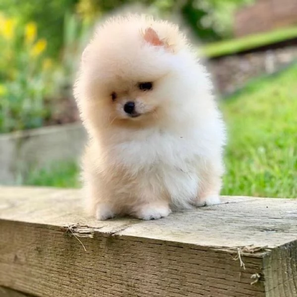 Pomeranian Bianca cream  cuccioli maschio e femmina | Foto 0