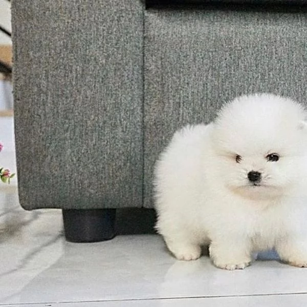 Pomeranian nana  Bianca  pura Toy cuccioli maschio e femmina | Foto 0