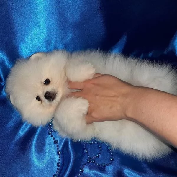 Pomeranian Italiano mini Toy cuccioli maschio e femmina