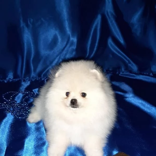 Pomeranian Italiano mini Toy cuccioli maschio e femmina | Foto 0