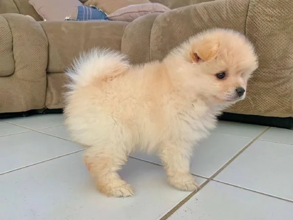POMERANIAN ITALIANO cuccioli maschio e femmina