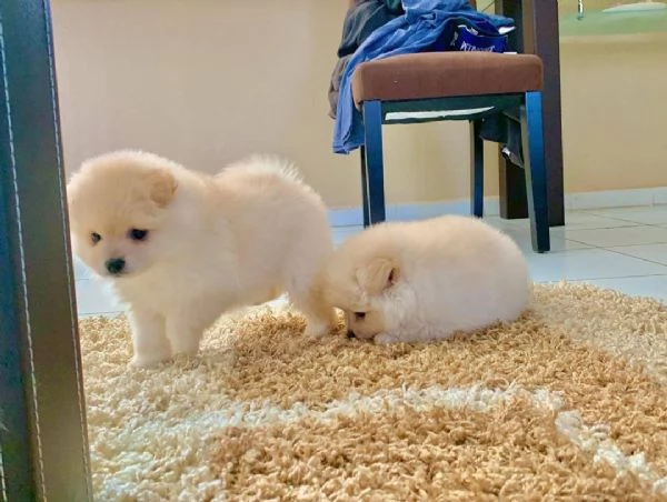 POMERANIAN ITALIANO cuccioli maschio e femmina | Foto 0