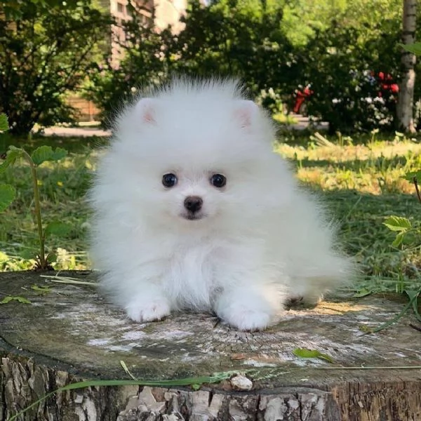Regalo Mini Pomeranian cuccioli maschio e femmina | Foto 0