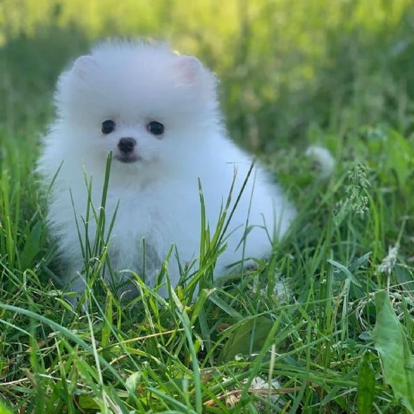 Regalo Mini Pomeranian cuccioli maschio e femmina
