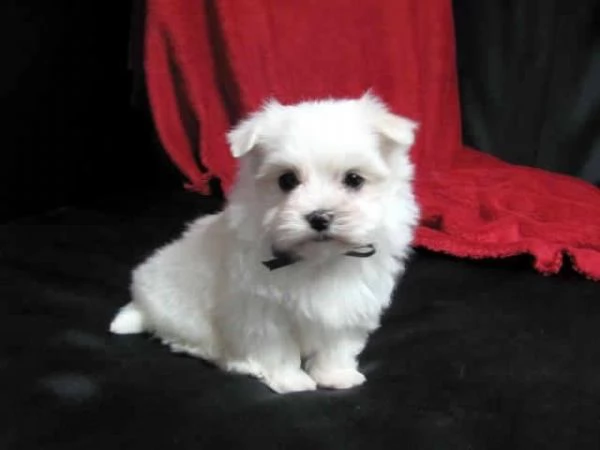 Maltese mini  Toy cuccioli maschio e femmina | Foto 0