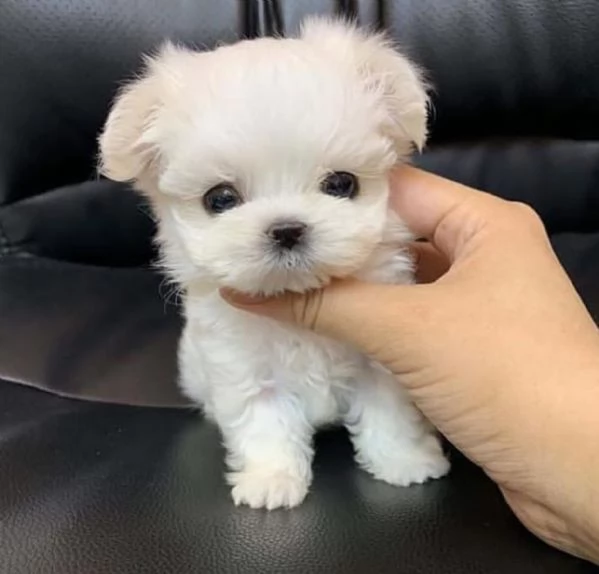 Maltese Toy cuccioli maschio e femmina | Foto 0