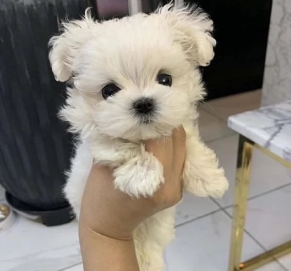 Maltese Toy cuccioli maschio e femmina