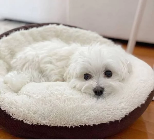 Maltese Toy cuccioli maschio e femmina | Foto 0