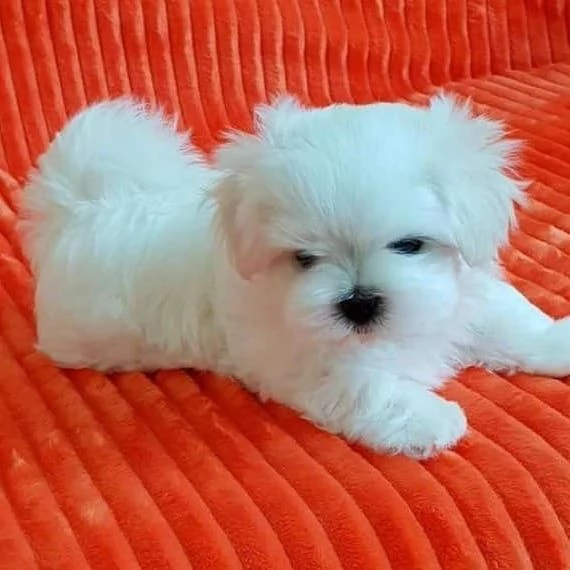 Maltese Toy cuccioli maschio e femmina | Foto 0
