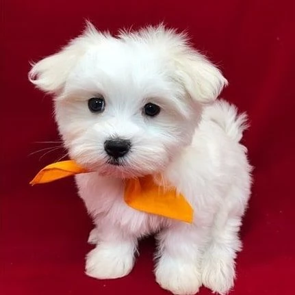 Maltese Toy cuccioli maschio e femmina
