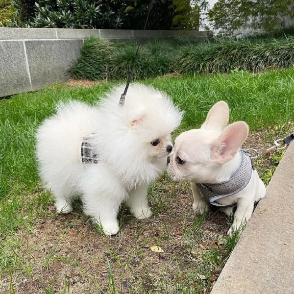 Pomeranian Toy cuccioli maschio e femmina