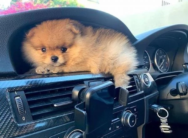 Pomeranian Toy cuccioli maschio e femmina | Foto 0