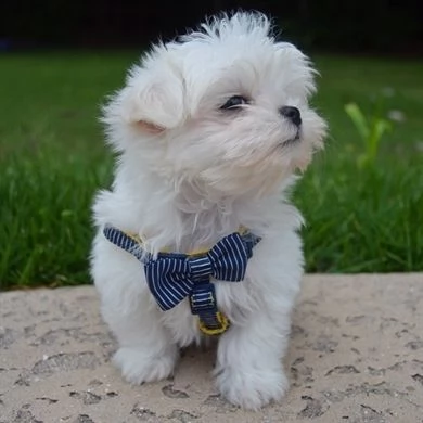 Maltese Toy cuccioli maschio e femmina