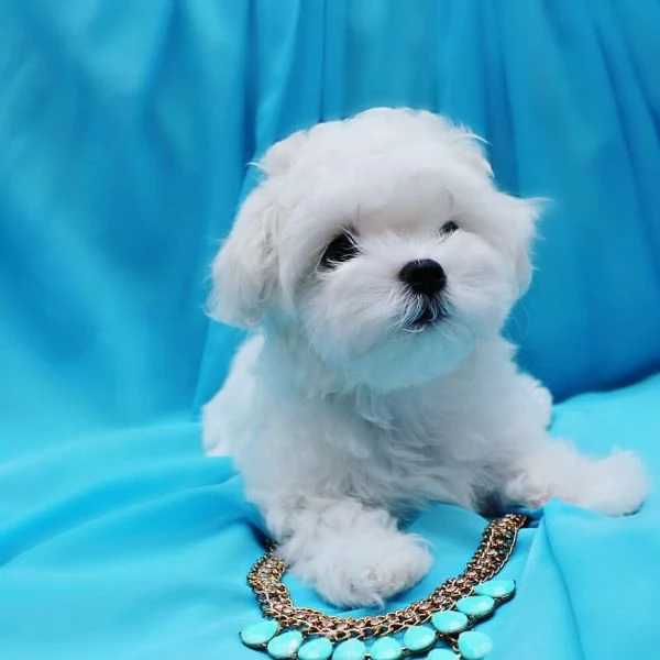 Maltese Toy cuccioli maschio e femmina | Foto 0