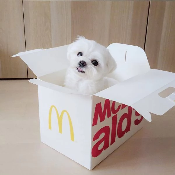 Maltese Toy cuccioli maschio e femmina