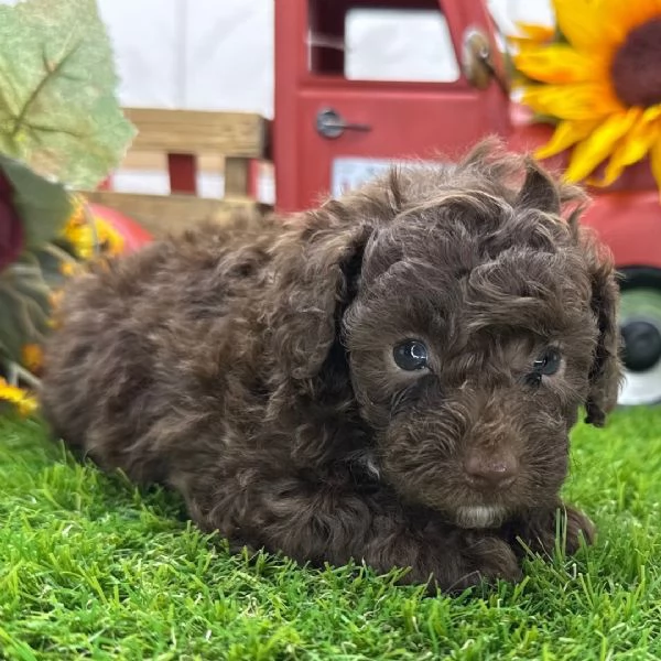 Barboncino Toy cuccioli maschio e femmina