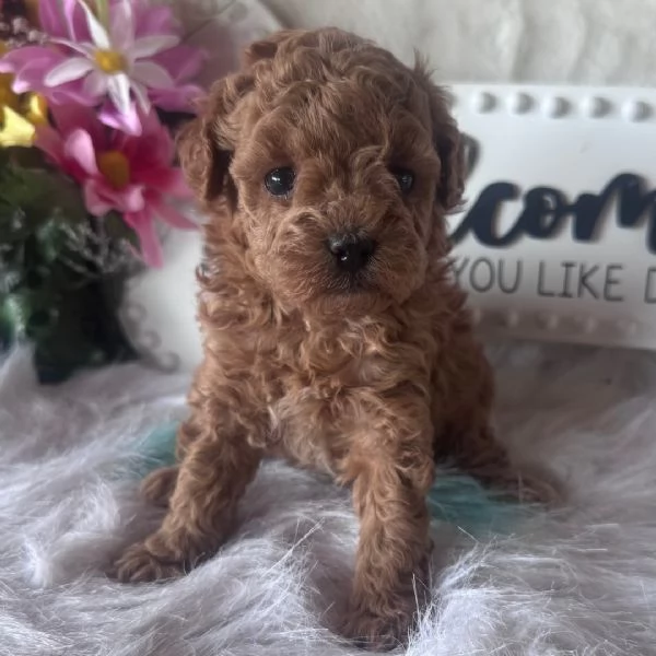 Barboncino Toy cuccioli maschio e femmina | Foto 0