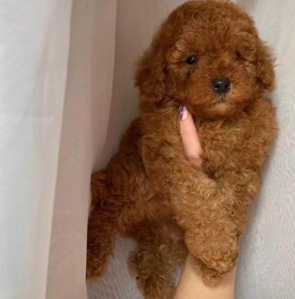 Barboncino Toy cuccioli maschio e femmina