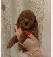 Barboncino Toy cuccioli maschio e femmina | Foto 0