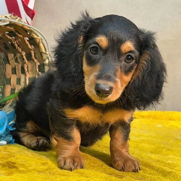 Bassotto cuccioli maschio e femmina