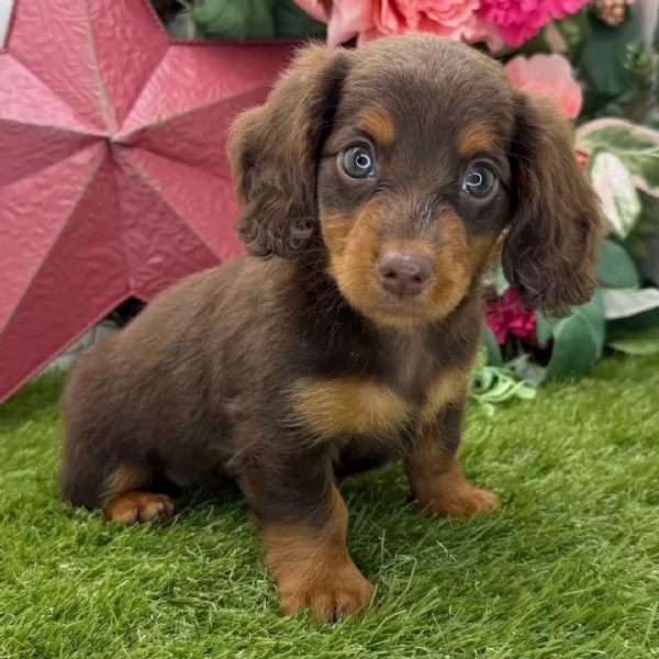 Bassotto cuccioli maschio e femmina | Foto 0