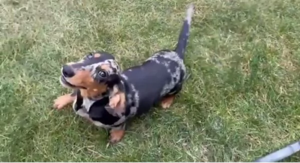Bassotto cuccioli maschio e femmina | Foto 0