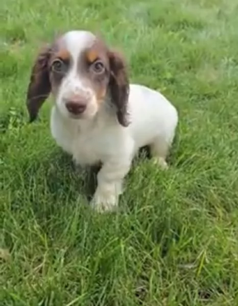 Bassotto cuccioli maschio e femmina